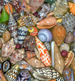 image of shells